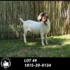 ONTTREK - LOT 49 1X BOER GOAT OOI/EWE - STUD - LOURON BOERBOKSTOET - 3