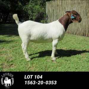 LOT 104 1X BOER GOAT OOI/EWE - STUD - LOURON BOERBOKSTOET