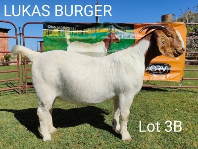 LOT 3B 1X BOER GOAT OOI/EWE - STUD - LUKAS BURGER BOERBOKSTOET