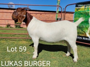 LOT 59 1X BOER GOAT OOI/EWE - STUD - LUKAS BURGER BOERBOKSTOET