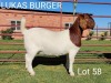 LOT 58 1X BOER GOAT OOI/EWE - STUD - LUKAS BURGER BOERBOKSTOET