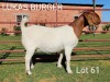 ONTTREK - LOT 61 1X BOER GOAT OOI/EWE - STUD - LUKAS BURGER BOERBOKSTOET - 2