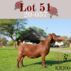 ONTTREK - LOT 51 1X BOER GOAT OOI/EWE - STUD - MAGNUM BOERBOKSTOET - 2