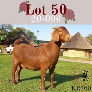 LOT 50 1X KALAHARI RED OOI/EWE - STUD - MAGNUM BOERBOKSTOET