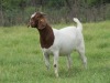 ONTTREK - LOT 52 1X BOER GOAT OOI/EWE - STUD - MARHAN BOERBOKSTOET - 2