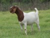 ONTTREK - LOT 52 1X BOER GOAT OOI/EWE - STUD - MARHAN BOERBOKSTOET - 3