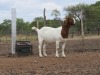 ONTTREK - LOT 52 1X BOER GOAT OOI/EWE - STUD - MARHAN BOERBOKSTOET - 4