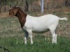 ONTTREK - LOT 52 1X BOER GOAT OOI/EWE - STUD - MARHAN BOERBOKSTOET - 5