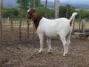 ONTTREK - LOT 52 1X BOER GOAT OOI/EWE - STUD - MARHAN BOERBOKSTOET - 6