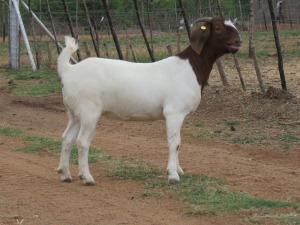 LOT 107 1X BOER GOAT OOI/EWE - STUD - MARHAN BOERBOKSTOET