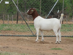 LOT 106 1X BOER GOAT OOI/EWE - STUD - MARHAN BOERBOKSTOET