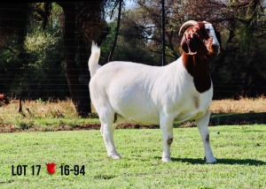 LOT 17 1X BOER GOAT OOI/EWE - STUD - MILAMIEK BOERBOKSTOET