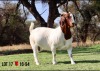 LOT 17 1X BOER GOAT OOI/EWE - STUD - MILAMIEK BOERBOKSTOET - 2