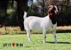 LOT 17 1X BOER GOAT OOI/EWE - STUD - MILAMIEK BOERBOKSTOET - 3