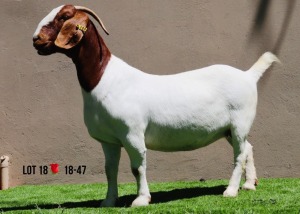 LOT 18 1X BOER GOAT OOI/EWE - STUD - MILAMIEK BOERBOKSTOET