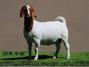 LOT 85 1X BOER GOAT OOI/EWE - STUD - MILAMIEK BOERBOKSTOET