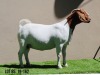 LOT 85 1X BOER GOAT OOI/EWE - STUD - MILAMIEK BOERBOKSTOET - 2