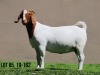 LOT 85 1X BOER GOAT OOI/EWE - STUD - MILAMIEK BOERBOKSTOET - 3