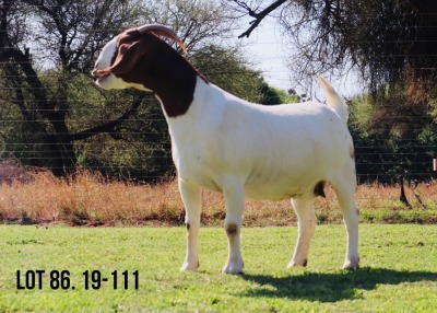 LOT 86 1X BOER GOAT OOI/EWE - STUD - MILAMIEK BOERBOKSTOET