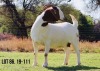 LOT 86 1X BOER GOAT OOI/EWE - STUD - MILAMIEK BOERBOKSTOET - 2