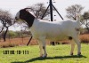 LOT 86 1X BOER GOAT OOI/EWE - STUD - MILAMIEK BOERBOKSTOET - 3