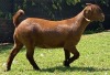 LOT 54 1X KALAHARI RED OOI/EWE MYL 50 BOER GOAT & KALAHARI RED STUD