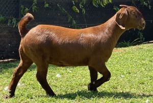 LOT 54 1X KALAHARI RED OOI/EWE MYL 50 BOER GOAT & KALAHARI RED STUD