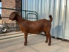 LOT 54 1X KALAHARI RED OOI/EWE MYL 50 BOER GOAT & KALAHARI RED STUD - 2