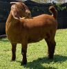 LOT 54 1X KALAHARI RED OOI/EWE MYL 50 BOER GOAT & KALAHARI RED STUD - 3