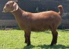 LOT 54 1X KALAHARI RED OOI/EWE MYL 50 BOER GOAT & KALAHARI RED STUD - 4