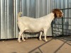 LOT 55 1X BOER GOAT OOI/EWE MYL 50 BOER GOAT & KALAHARI RED STUD