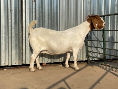 LOT 55 1X BOER GOAT OOI/EWE MYL 50 BOER GOAT & KALAHARI RED STUD