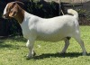 LOT 55 1X BOER GOAT OOI/EWE MYL 50 BOER GOAT & KALAHARI RED STUD - 2