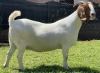 LOT 55 1X BOER GOAT OOI/EWE MYL 50 BOER GOAT & KALAHARI RED STUD - 3