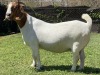 LOT 55 1X BOER GOAT OOI/EWE MYL 50 BOER GOAT & KALAHARI RED STUD - 4