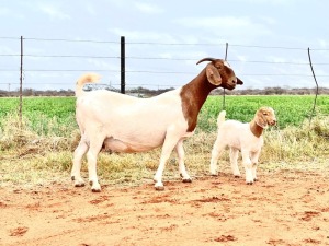 LOT 1 1+1X BOER GOAT OOI/EWE - STUD - PIETER SMITH BOER GOAT STUD