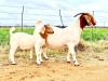 ONTTREK - LOT 2 1+1X BOER GOAT OOI/EWE - STUD - PIETER SMITH BOER GOAT STUD - 2