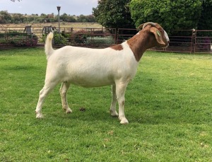 LOT 25 1X BOER GOAT OOI/EWE - STUD - RIETKUIL BOERBOKSTOET