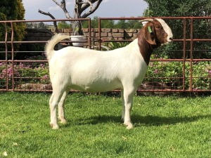 LOT 26 1X BOER GOAT OOI/EWE - STUD - RIETKUIL BOERBOKSTOET