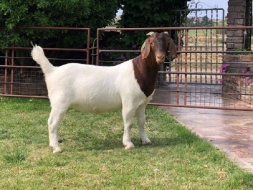 LOT 94 1X BOER GOAT OOI/EWE - STUD - RIETKUIL BOERBOKSTOET
