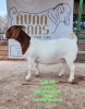 ONTTREK - LOT 56 1X BOER GOAT OOI/EWE - STUD - RUAN MANS BOERBOKSTOET - 2