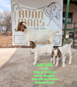 LOT 108 1X BOER GOAT OOI/EWE - STUD - RUAN MANS BOERBOKSTOET