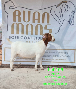 LOT 109 1X BOER GOAT OOI/EWE - STUD - RUAN MANS BOERBOKSTOET