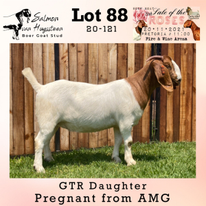 LOT 88 1X BOER GOAT OOI/EWE SALMON VAN HUYSSTEEN BOERBOKSTOET