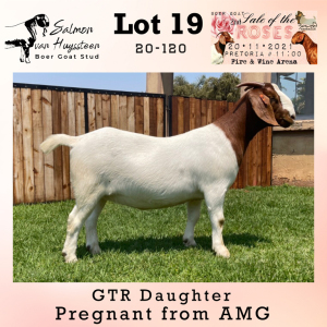 LOT 19 1X BOER GOAT OOI/EWE SALMON VAN HUYSSTEEN BOERBOKSTOET