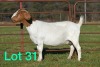 ONTTREK - LOT 31 1X BOER GOAT OOI/EWE - STUD - SCHOONHEID BOERBOKSTOET - 2