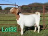 LOT 32 1X BOER GOAT OOI/EWE - STUD - SCHOONHEID BOERBOKSTOET