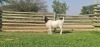 LOT 7 1X BOER GOAT OOI/EWE - STUD - SHONGOLOLO BOERBOKSTOET