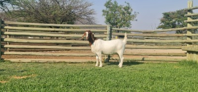 LOT 7 1X BOER GOAT OOI/EWE - STUD - SHONGOLOLO BOERBOKSTOET