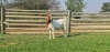 LOT 7 1X BOER GOAT OOI/EWE - STUD - SHONGOLOLO BOERBOKSTOET - 2